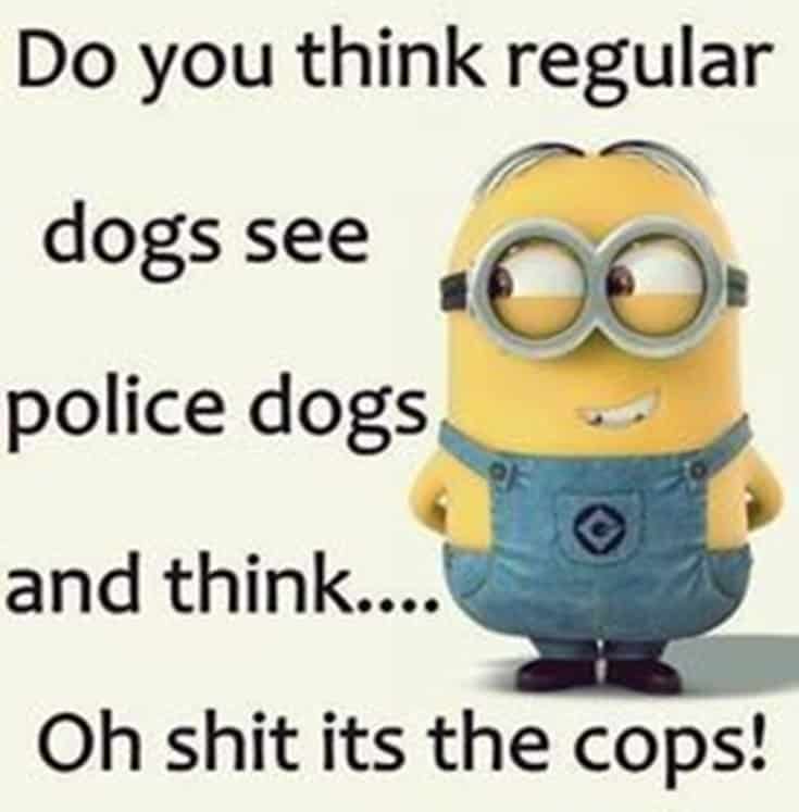 Top 28 Funny Minions Quotes and Pics 8