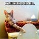 35 Cool funny animal memes funny animals pictures 9