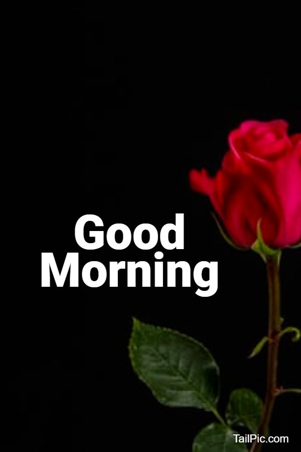 good morning flowers rose