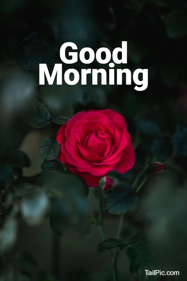 good morning beautiful flowers images