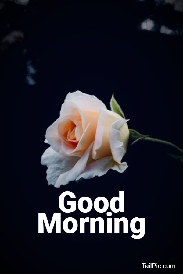 good morning flowers photo