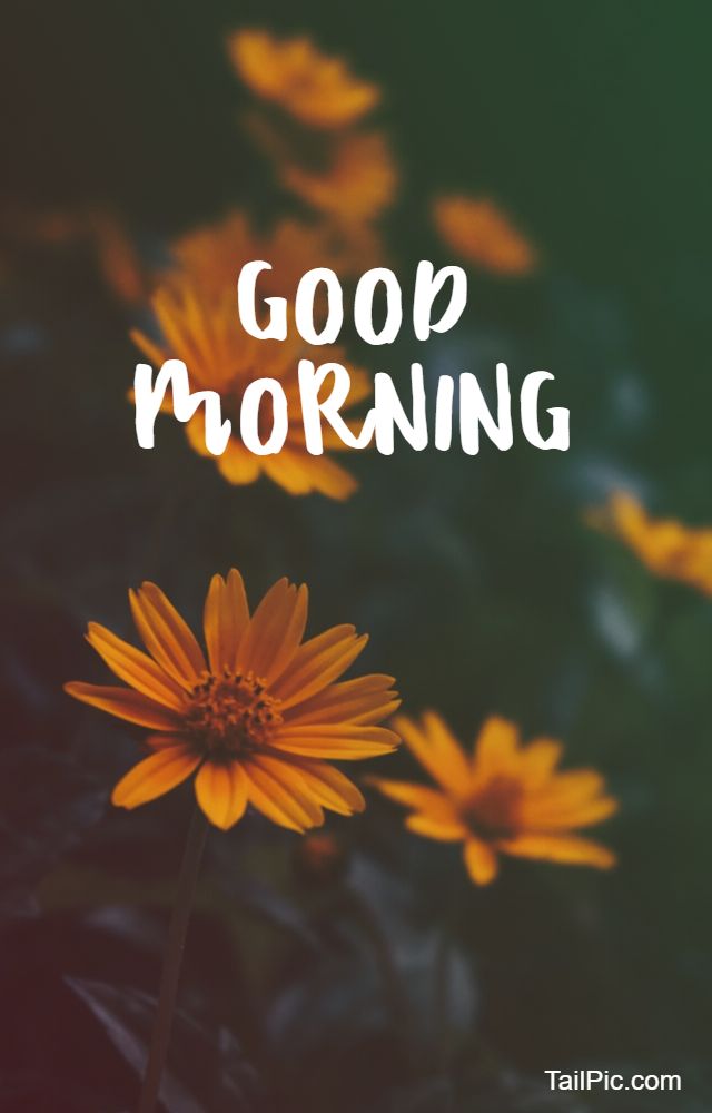 images of good morning flowers