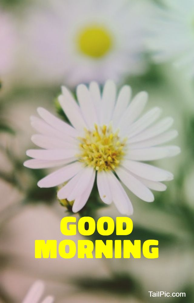 good morning flowers images