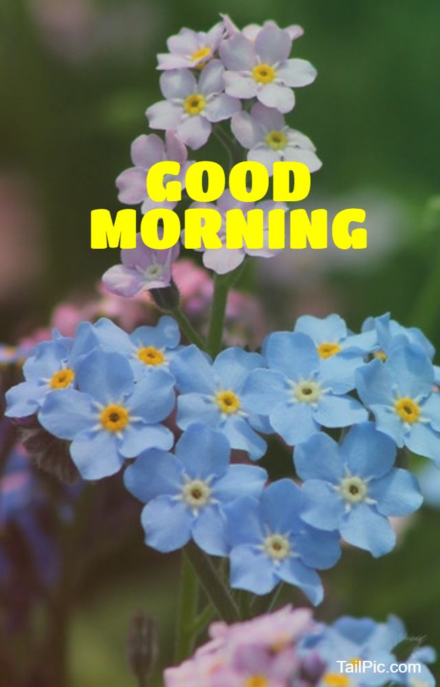cool good morning flowers image