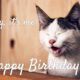 Funny Happy Birthday Memes That Will Render You Wishes 1 1