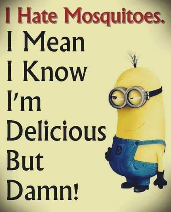 40 Funny Jokes Minions Quotes With Images Funny Text Messages 2