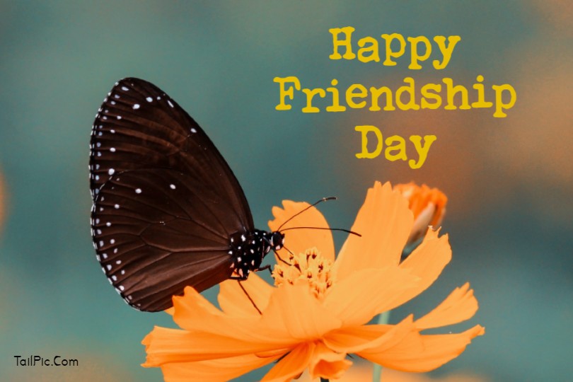 80 Happy Friendship Day Wishes Messages Quotes Tailpic