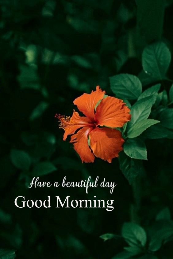 happy good morning pic New Good Morning Images wishes with Pictures And beautiful Quotes