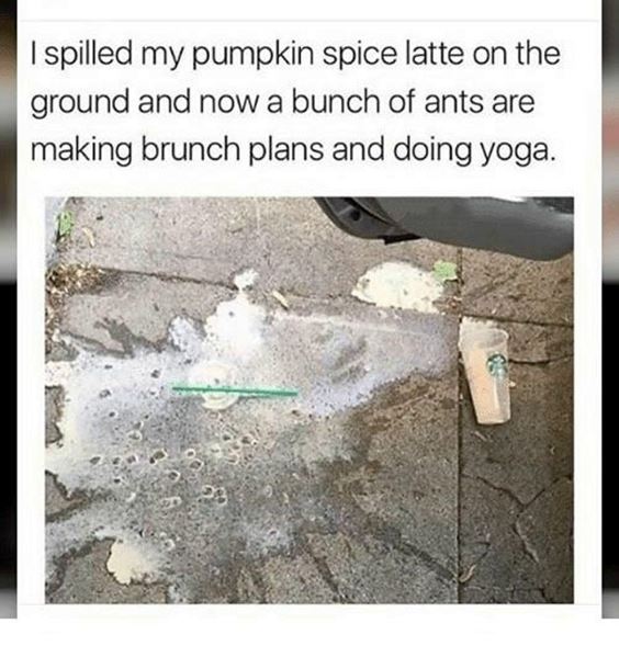 pumpkin spice everything meme Funny Pumpkin Spice Memes Images And Quotes