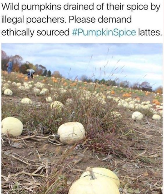 pumpkin spice memes 2022 Funny Pumpkin Spice Memes Images And Quotes