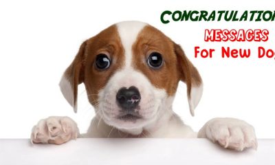 New Puppy Congratulations Messages How Do You Introduce A New Dog