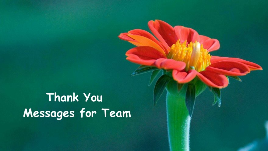 175-thank-you-messages-for-team-appreciation-team-quotes