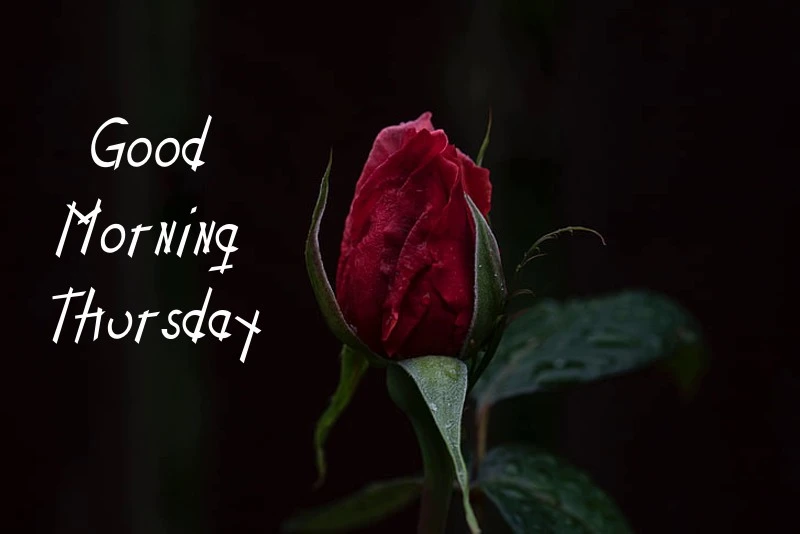 Best Good Morning Thursday Images Happy Messages