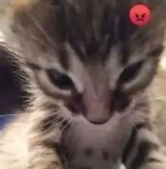 97 Hilarious Cat Memes For Feline Fanatics Page 5 Of 6