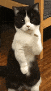 cat dance dancing cat