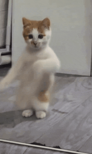 dancing cat dance